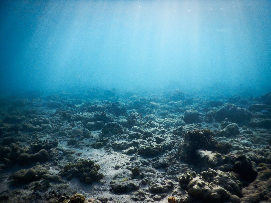 A rubblefield after severe coral bleaching on Australia's Great Barrier Reef.