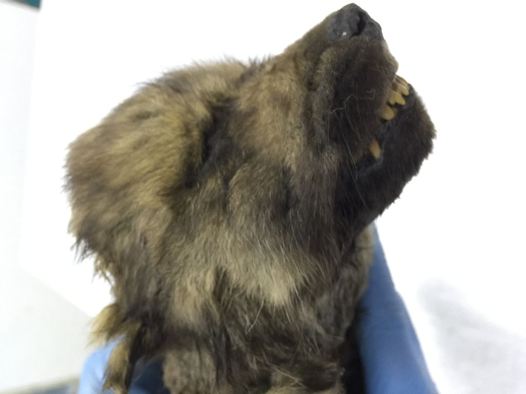 Dogor - the 18,000-year-old puppy found in Siberian permafrost.