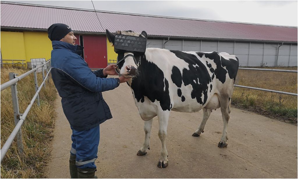 A farmer stands with a cow outfitted with a virtual reality headset.