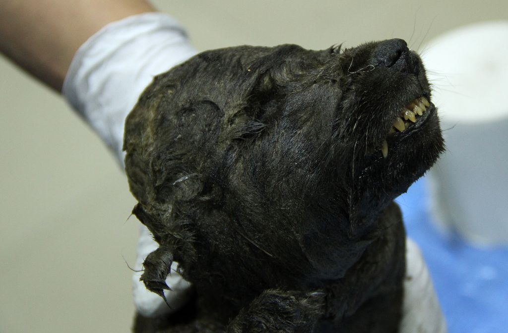 Dogor - the 18,000-year-old puppy found in Siberian permafrost.