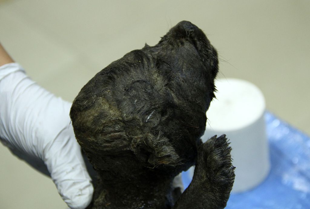 Dogor - the 18,000-year-old puppy found in Siberian permafrost.
