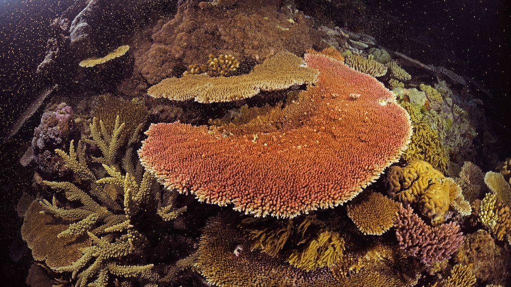 Corals shown spawning -sending out eggs and sperm.