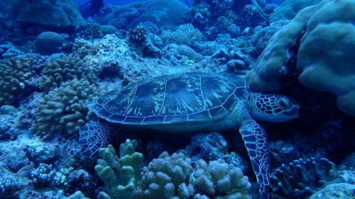 Turtle palau 2016