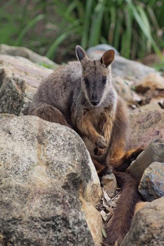 Brush tailed rock wallaby Petrogale penicillata