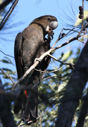 Glossy Black Cockatoo (Calyptorhynchus lathami) Male, Kobble Creek, SE Queensland, Australia