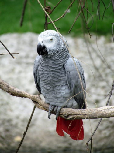 African Grey Parrot in Sylvan Heights Waterfowl Park