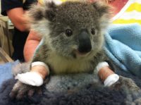 Injured koala with two bandaged paws.