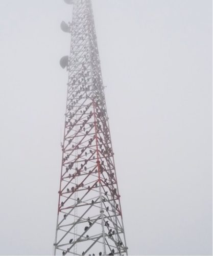 Hundreds of vultures roost on a radio tower used by Customs and Border Protection.