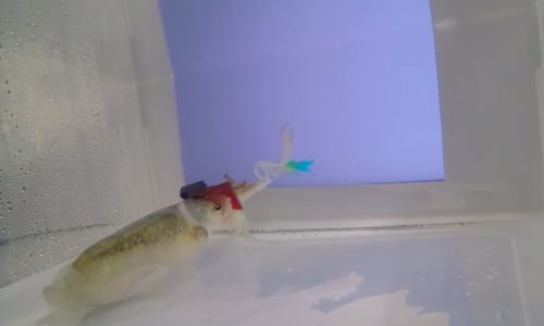 A cuttlefish wearing 3D glasses strikes at an image of a shrimp.