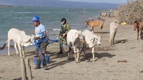 The Philippine National Police Maritime Group personnel conducted seaborne patrol, clearing and force evacuation of remaining residents and domestic animals at Brgy. San Isidro and adjacent Barangays at Talisay, Batangas. (PNP Maritime Group)