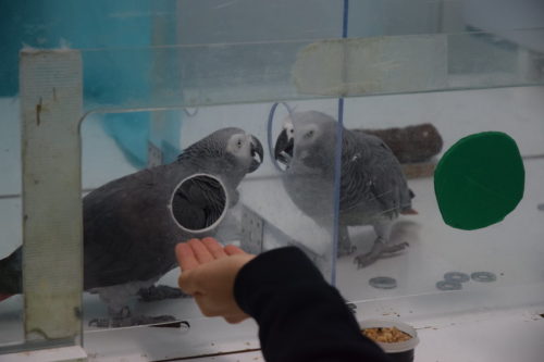 An African grey parrot shares a token in order to help another parrot get a reward.