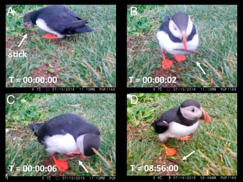 Screenshots from a video show a puffin grabbing a stick and using it to scratch itself.