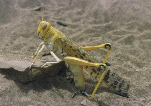 Desert locust (Schistocerca gregaria) laying eggs during the 1994 locust outbreak in Mauritania (photographed by Christiaan Kooyman).