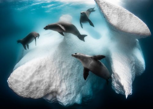 "Frozen Mobile Home" by Greg Lecoeur shows crabeater seals swimming around an iceberg.