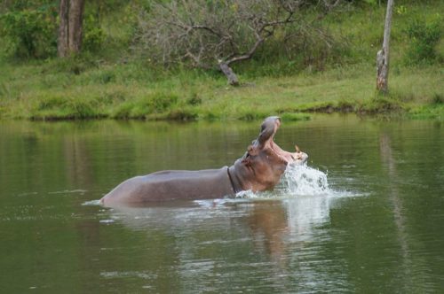 Hippo in a lake in the Hacienda Nápoles theme park.