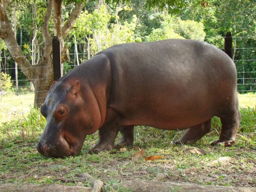 Vanessa, a hippo in the Hacienda Nápoles theme park.