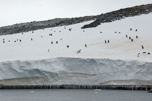 Adélie penguin (Pygoscelis adeliae), Hope Bay, Trinity Peninsula, on the northernmost tip of the Antarctic Peninsula