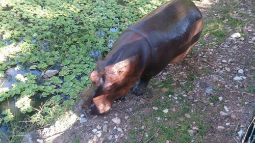 Hippo by a lake in the Hacienda Nápoles theme park.