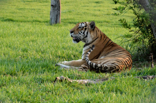 Tiger at the Hacienda Nápoles Theme Park - Puerto Triunfo, Antioquia (Colombia).