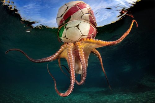 'Octopus Training' by Pasquale Vassallo shows an octopus hanging from a floating soccer ball.
