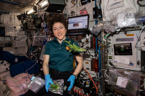 (Nov. 13, 2019) --- NASA astronaut Christina Koch collects and packs Mizuna mustard greens grown and harvested inside the International Space Station's Veggie botany facility located in the Columbus laboratory module.. A portion of the leaves were consumed by the crew for a taste test while the rest were stowed in a science freezer for analysis on Earth.