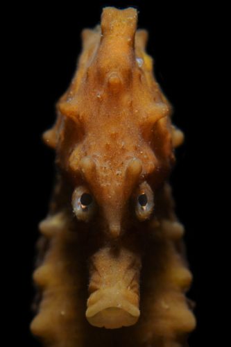 'Angry seahorse' by Rooman Luc.