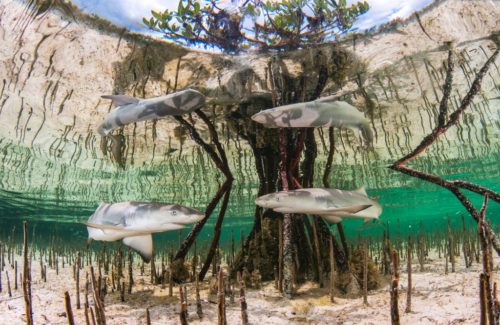 'Lemon shark nursery' by Anita Kainrath shows lemon shark pups swimming around in the protection of mangroves.