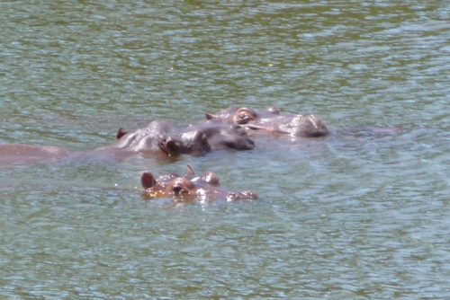 Hippos at Hacienda Napoles