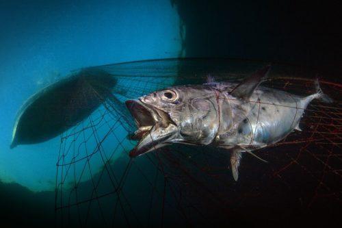 'Last Dawn, Last Gasp' by Pasquale Vassallo shows a tuna trapped in a fishing net.