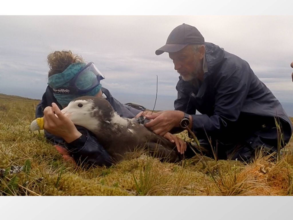 Putting a logger on a juvenile Amsterdam albatross.