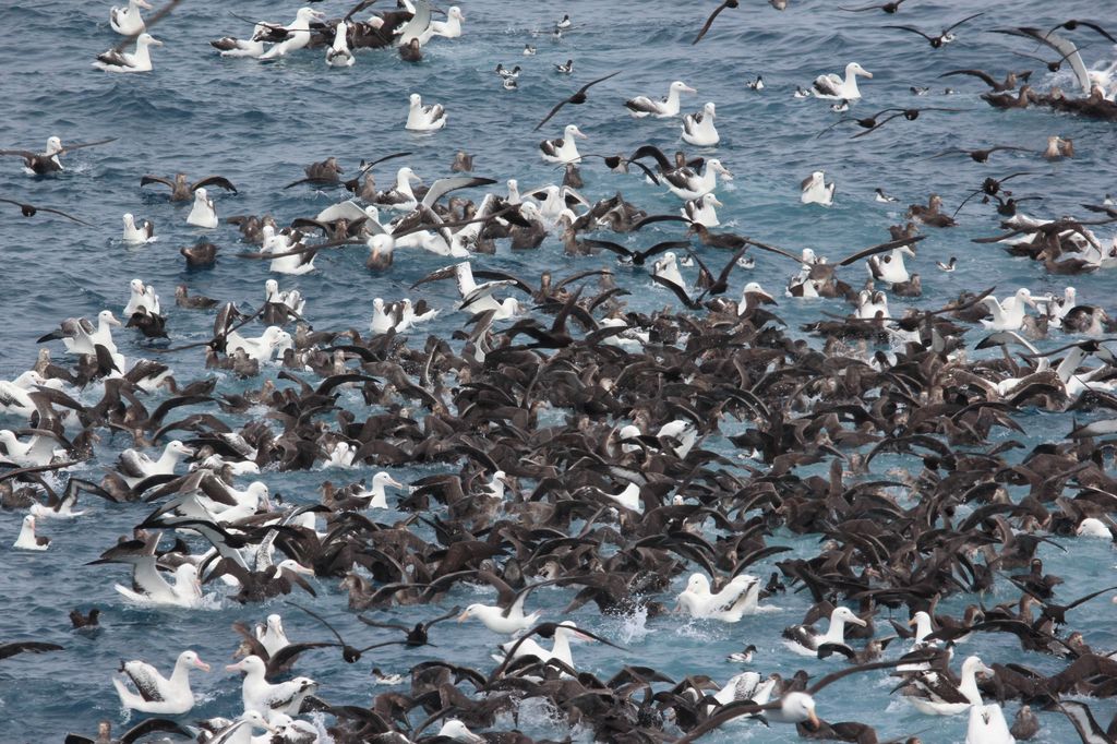 Seabirds attending French long liner in the Crozet EEZ including wandering albatrosses and petrels.