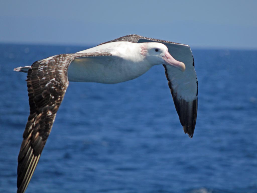 Wandering Albatross (Diomedea exulans) - in the Drake's Passage
