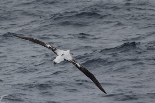 Wandering albatross in flight with Centurion transmitter.