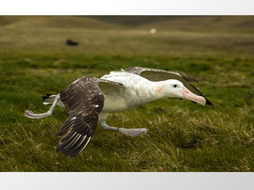 Wandering albatross taking off for the sea with a centurion tag.