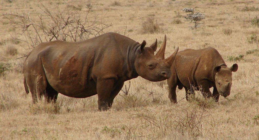 Two black rhinos (mother and calf) in Lewa, central Kenya.