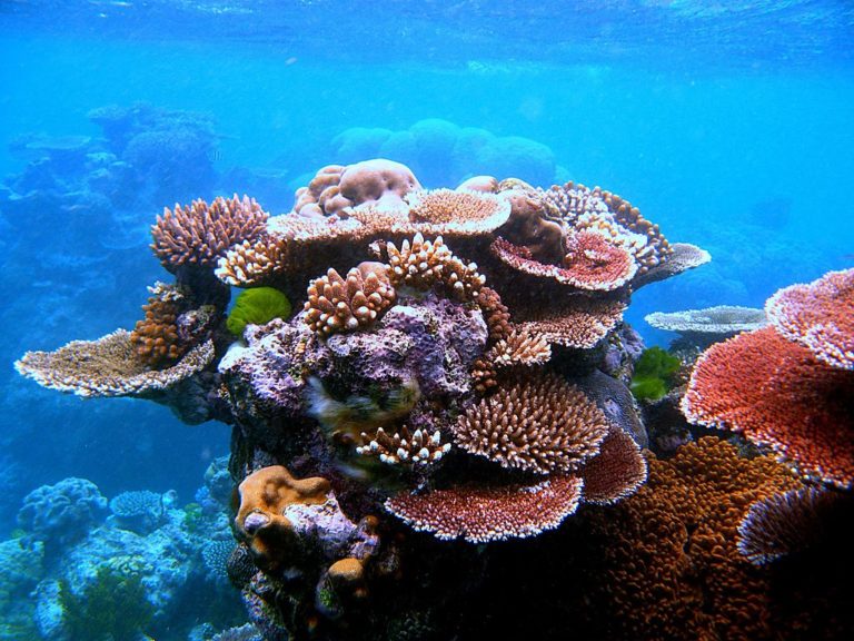 A variety of corals form an outcrop on Flynn Reef, part of the Great Barrier Reef near Cairns, Queensland, Australia.