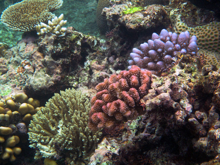 A beautiful array of colors and varieties of coral in the Great Barrier Reef.