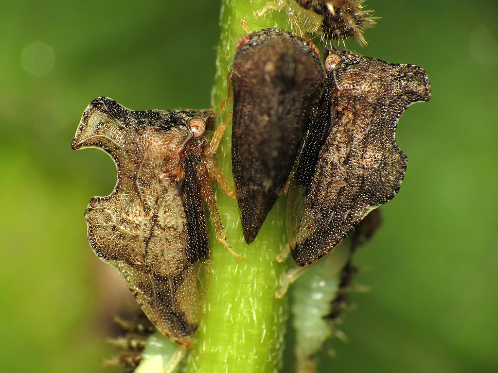 Entylia carinata. Keeled Treehoppers, Rock Creek Park, Washington, DC, USA