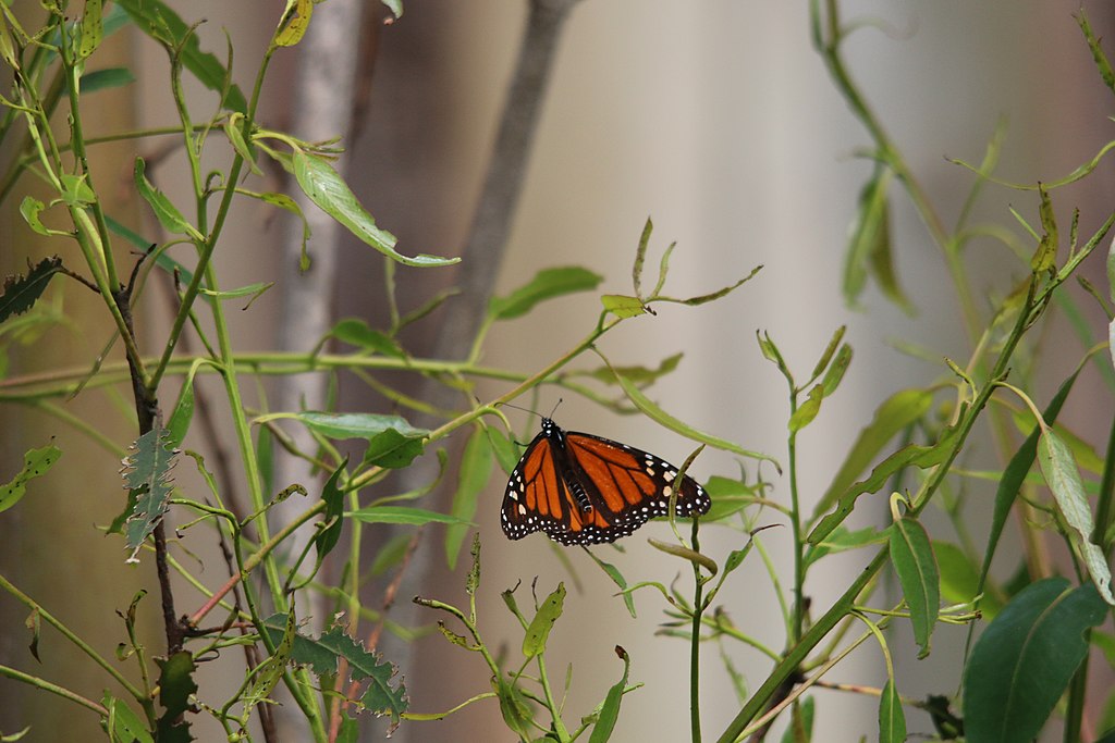 One male Western monarch perched on a leaf.