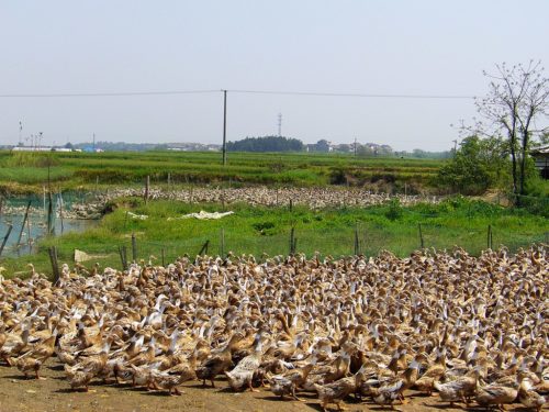 Ducks near Nanjing, China, taken on 2 May 2010