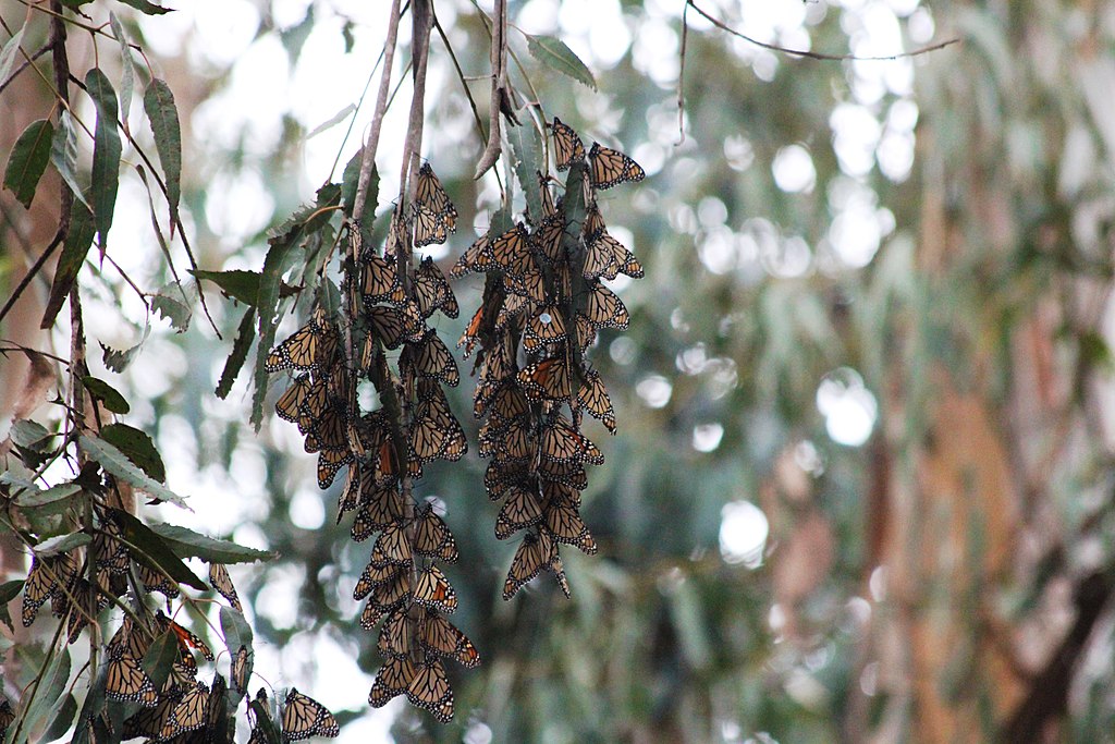 Western monarch roosting in Ellwood Mesa