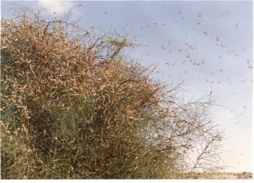 Swarm of locusts in Pakistan in 1996, by Ron Roberson