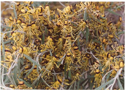 Locusts in Pakistan in 1996, by Ron Roberson