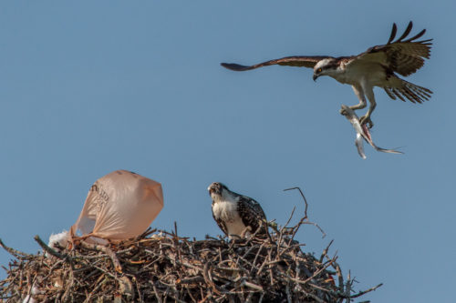 Plastic bag caught on osprey nest blows in wind while one osprey sits and a second comes in for a landing.