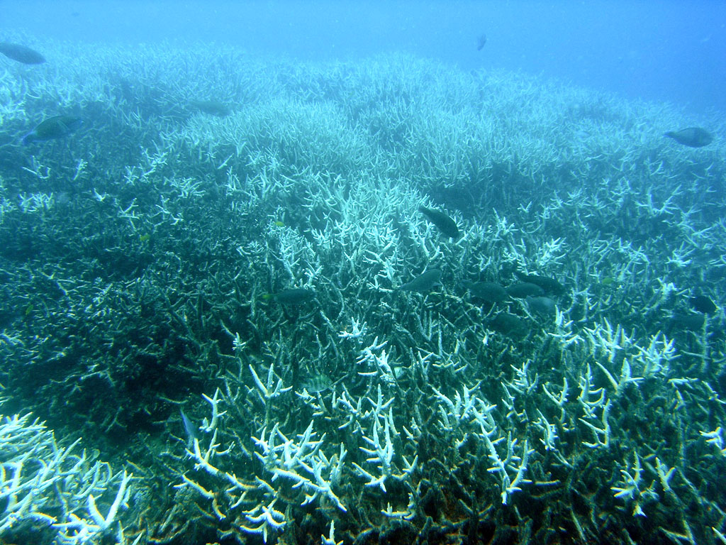 Bleached branching coral (Acropora sp.) at Heron Island, Great Barrier Reef. Author: J. Roff