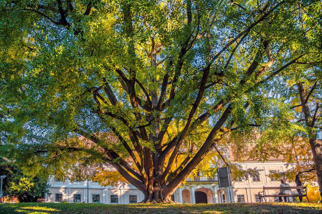 Gingko from Daruvar - Croatia's entry for Tree of the Year