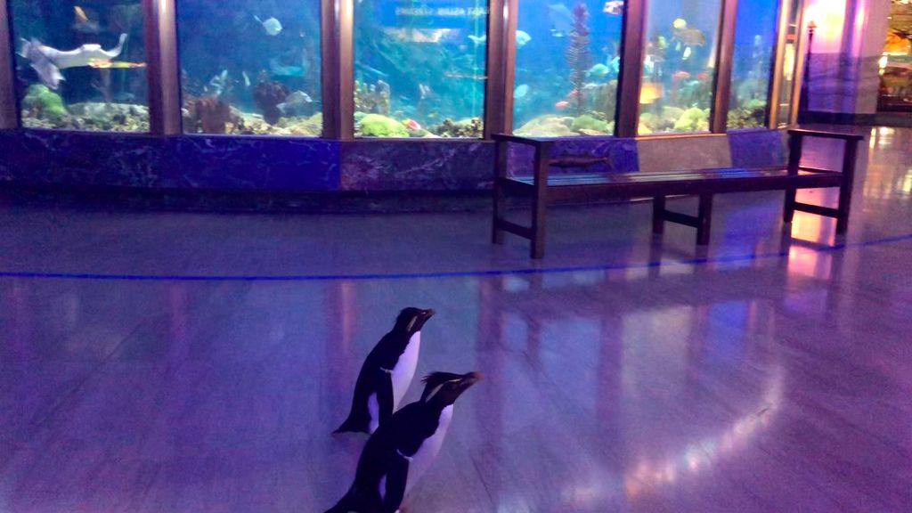 Edward and Annie walk past the aquarium.