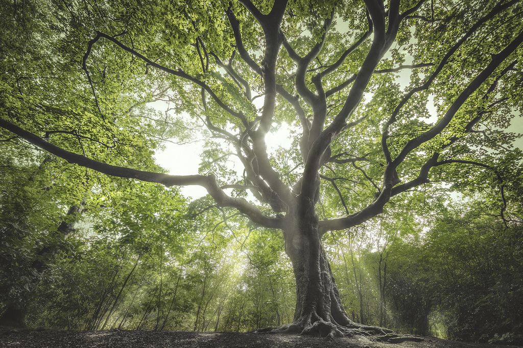 The Witch Tree - Netherlands entry for Tree of the Year