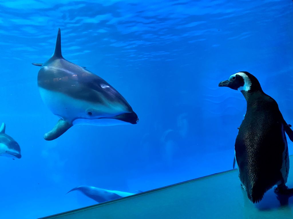 Monte checks out the dolphins.