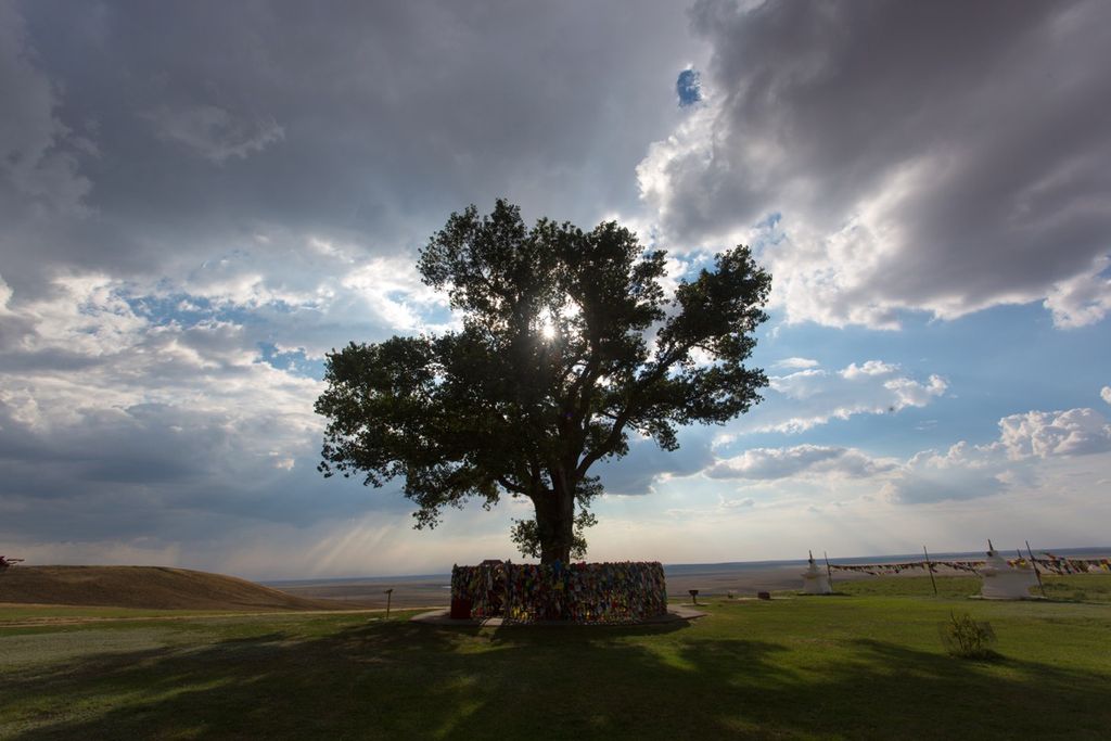 The Lonely Poplar - Russia's entry for Tree of the Year